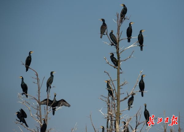 湿地保护得好不好,主要是看鸟