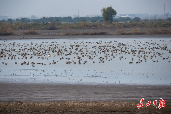 湿地保护得好不好,主要是看鸟