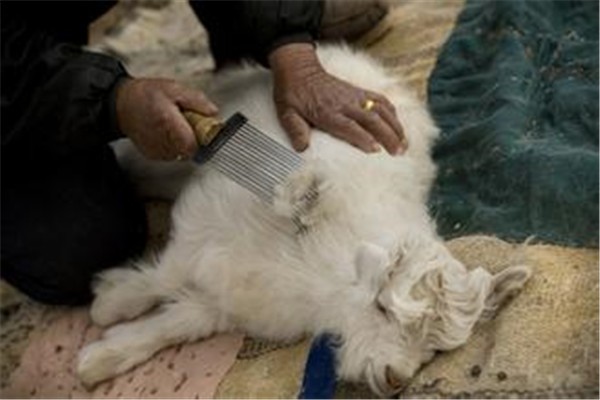 资中库存山羊绒价格【就选】河北恒瑞绒业